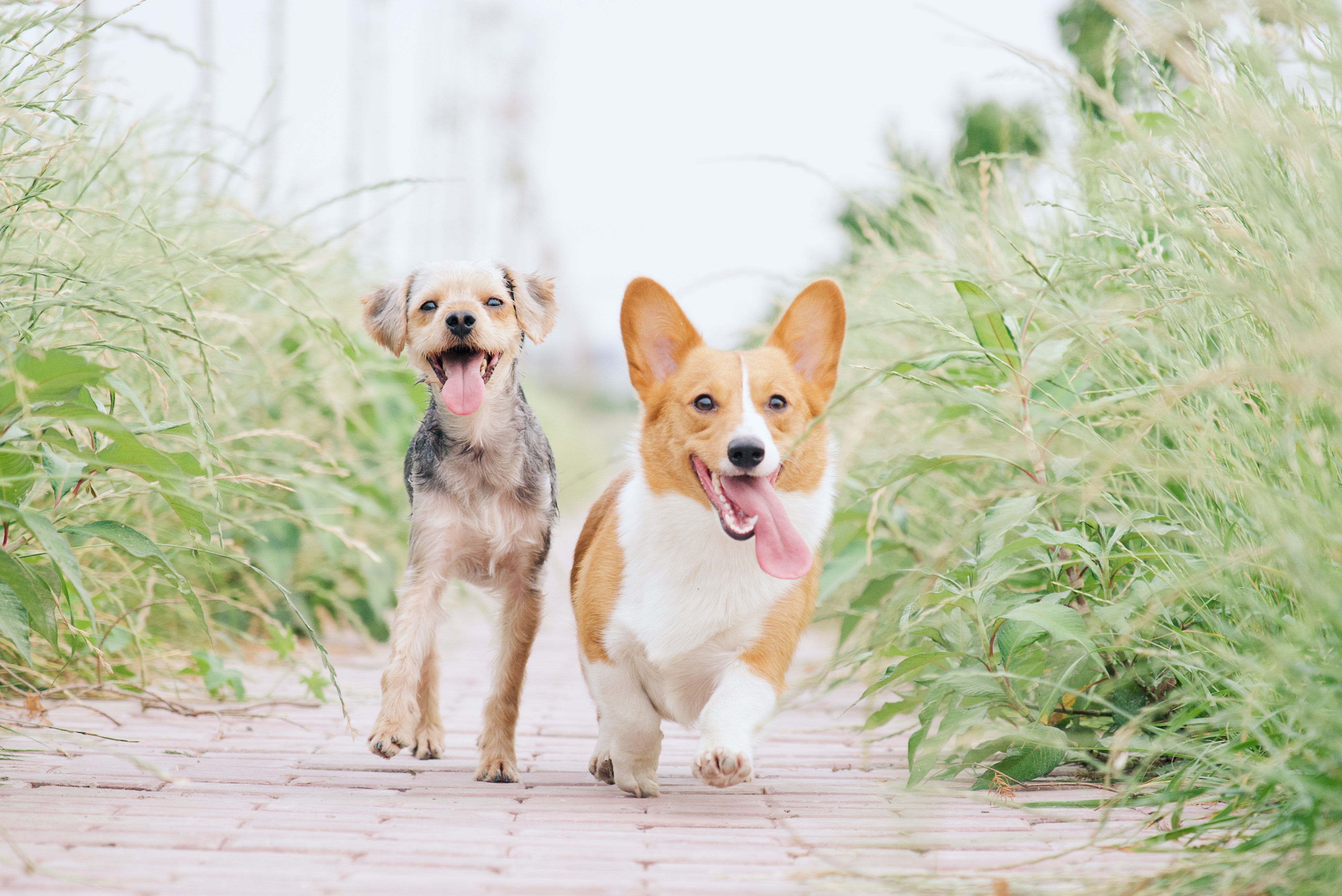 Buddy Time! NYC, LLC - Your Trusted Personal Dog Walker